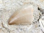 Mosasaur Tooth In Rock With Other Fossils #57660-1